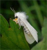White Ermine Moth