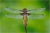 Broad-Bodied Chaser (female)