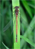 Large Red Damselfly