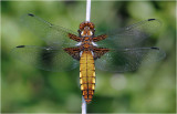 Broad-Bodied Chaser (female)