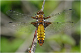 Broad-Bodied Chaser (female)