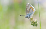 Common Blue