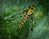 Chrysopilus splendidus