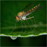 Snipe Fly (Chrysopilus splendidus)