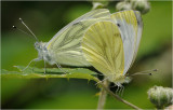 Mating Green Veined Whites