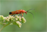 Common Red Soldier Beetle