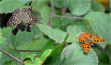 Speckled Wood and Comma.
