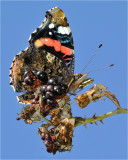 Red Admiral