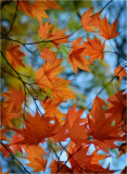 Westonbirt Arboretum