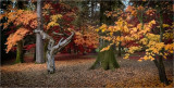 Westonbirt Arboretum