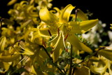 s140724-14-Jardin des Curiosites.jpg