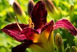s140724-17-Jardin des Curiosites.jpg