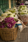 bangkok flower market-23.jpg