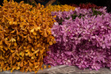bangkok flower market-24.jpg