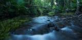 Daintree-rain-forest-Far-north-queensland-3.jpg