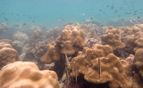 Underwater Myanmar - snorkelling the Mergui Islands