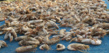Anybody for sun-dried prawns ?