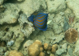 Mergui_snorkel_trip-36.jpg