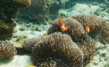 Mergui_snorkel_trip-4.jpg