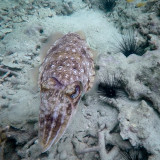 Mergui_snorkel_trip-44.jpg
