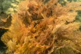 Mergui_snorkel_trip-5.jpg