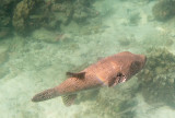 Giant Pufferfish