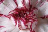 12 May: Carnation