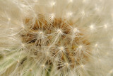 16 May: Dandelion Clock