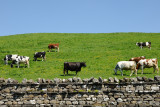 North Yorkshire Cows