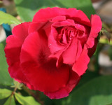 the guilty red rose IMG_8498e.jpg