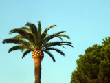 Sunset light on palm tree in April -  P1110258c