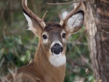 Deer buck.jpg
