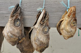 Fishheads in Davlik