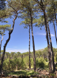 Pine tree forest on Peljesac peninsula