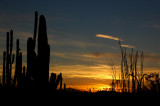 Phoenix Desert Botanical Garden Sunset