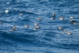 BDU132_10_Chatham-Albatrosses.jpg