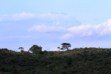 40718_112_Kilimanjaro.JPG