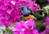 40718_121_Arusha-Variable-Sunbird.JPG