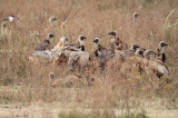 40720_112_Jackal-Vultures.JPG