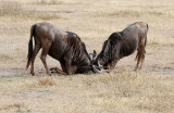 40720_113_Wildebeest.JPG