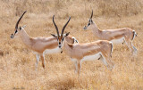 40720_120_Grant's-Gazelles.JPG