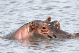 40720_132_Hippo.JPG