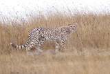 40721_111_Cheetah.JPG