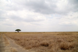 40721_134_Serengeti.JPG