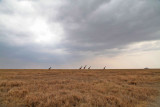 40721_138_Serengeti.jpg