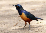 40721_150_Hildebrandts-Starling.JPG