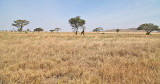 40722_116_Serengeti.jpg