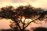 40722_132_Serengeti-Sunset.JPG