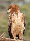 40723_112_TawnyEagle.JPG