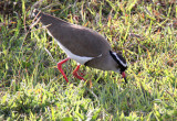 20140718_1148-Crowned-Lapwing.JPG